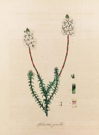 Sphenotoma Gracilis. - Slender Sphenotoma. - Antique Print from 1842