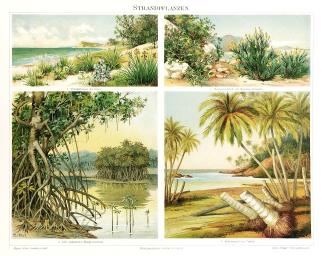 Strandpflanzen. [Beach plants] - Antique Print from 1885