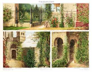 Schlingpflanzen. [Climbing plants] - Antique Print from 1885