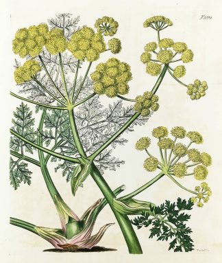 Ferula Persica. Persian Fennel-Giant. - Antique Print from 1819