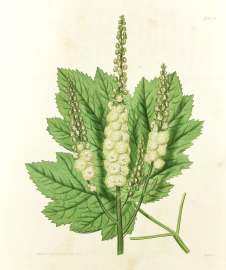 Cimicifuga Cordifolia. Heart-leaved Bug-wort. BOTANICALS Cimicifuga Cordifolia. Heart-leaved Bug-wort.