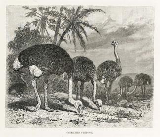 Ostriches Feeding. - Antique Print from 1887