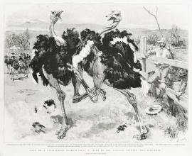 Life on a Californian Ostrich-Farm, a Fight in the Paddock between Two Ostriches.