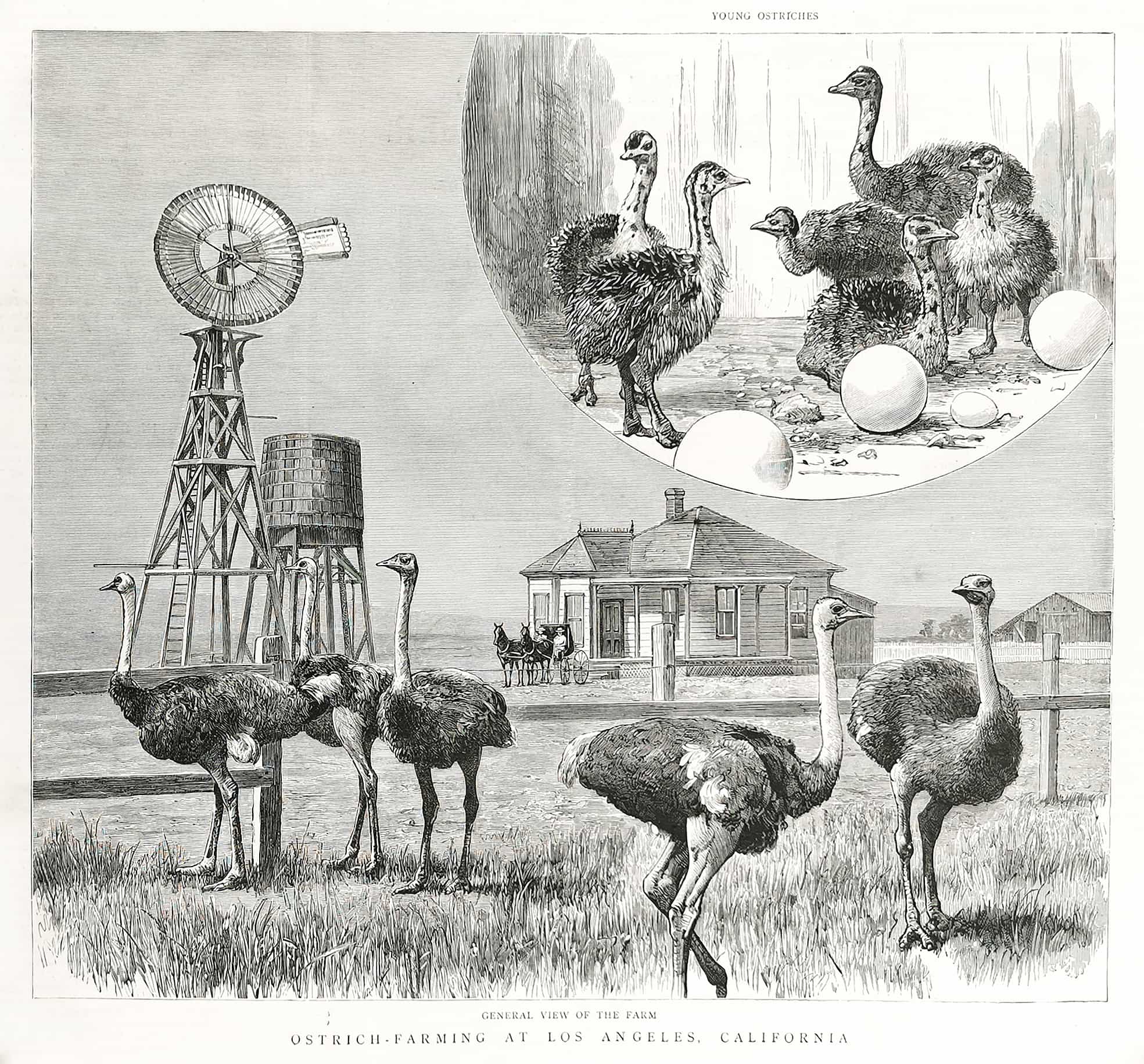 Ostrich-Farming at Los Angeles, California. - Antique Print from 1888