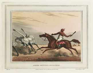 Arabs hunting ostriches. - Antique Print from 1813