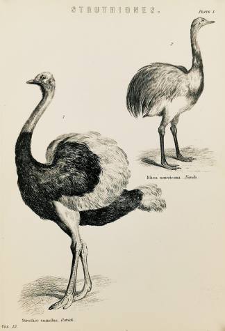 [Ostrich] Struthiones. Rhea americana. Nandu. Struthio camelus. - Antique Print from 1886