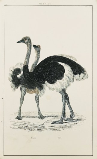 Ostrich. - Antique Print from 1860