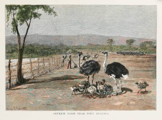 Ostrich Farm near Port Augusta. - Antique Print from 1886