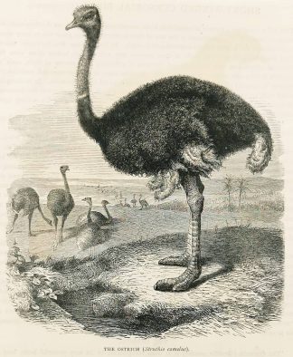 The Ostrich (Struthio camelus). - Antique Print from 1886
