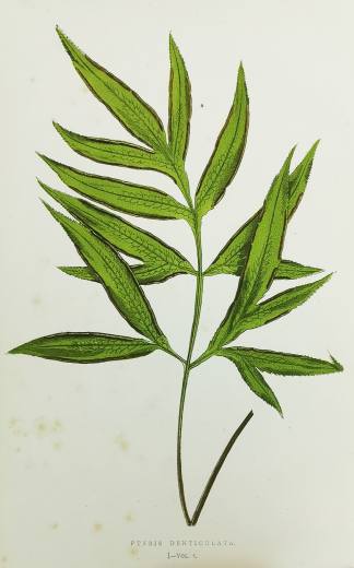 Pteris Denticulata. - Antique Print from 1864