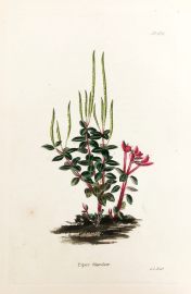 Piper discolor. - Antique Print from 1820