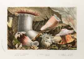 1. Hormathia Margarita, 2. Phellia Brodricii, 3. Peachia Hasata, 4. P. Undata, 5 Stomphia Churchiae, 6. Ilyanthus Mitchellii . - Antique Print from 1845