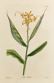 Globba careyana. - Antique Print from 1820