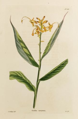 Globba careyana. General / Global Globba careyana. - Antique Print from 1820