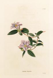 Osbeckia chinensis. - Antique Print from 1820