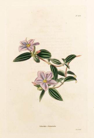 Osbeckia chinensis. - Antique Print from 1820