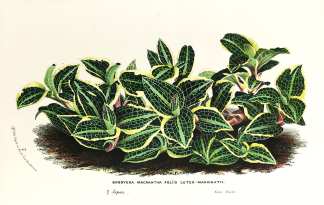 Goodyera Macrantha Foliis Luteo-Marginatis. - Antique Print from 1845