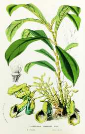 Aristolochia Thwaitesii Hook. - Antique Print from 1845