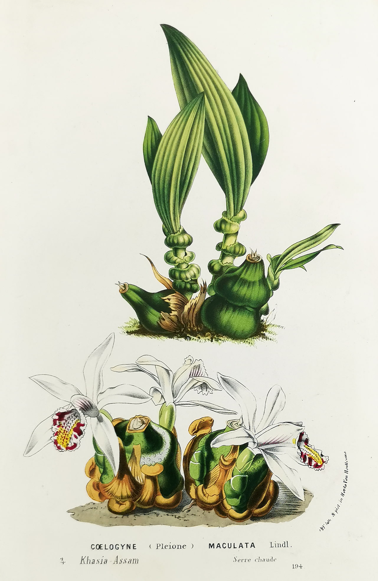 Coelogyne (Pleione) Maculata Lindl. - Antique Print from 1845