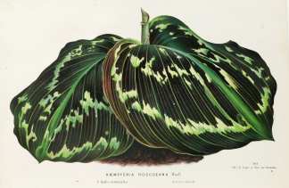 Kaempferia Roscoeana Wall. - Antique Print from 1845