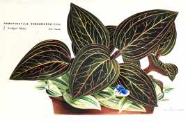 Anoectochylus Dawsonianus (S. Low.) World - Nonindigenous General Anoectochylus Dawsonianus (S. Low.)