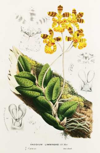 Oncidium Limminghei Ed. Morr. - Antique Print from 1845