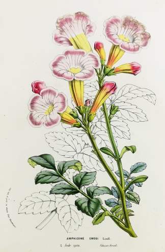 Amphicome Emodi Lindl. - Antique Print from 1845