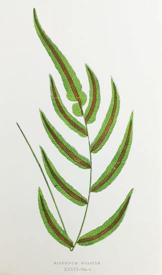 Blechnum Gracile. - Antique Print from 1864