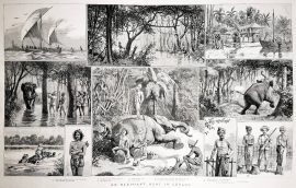 An Elephant Hunt in Ceylon. - Antique Print from 1887