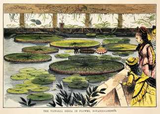 The Victoria Regia in Flower, Botanic Gardens. - Antique Print from 1876