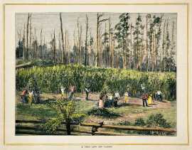 A Gipps Land Hop Garden.