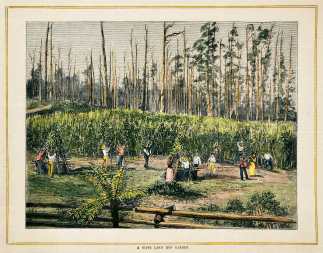 A Gipps Land Hop Garden. - Antique Print from 1882