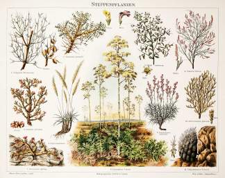 Steppenpflanzen. [Steppe plants] - Antique Print from 1885