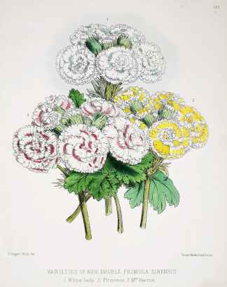 Varieties of New Double Primula Sinesis. - Antique Print from 1860