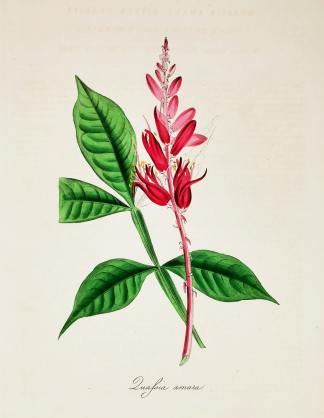 Quassia Amara. - Bitter Quassia. - Antique Print from 1842