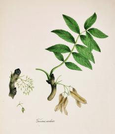 Fraxinus Excelsior - The Ash. - Antique Print from 1842