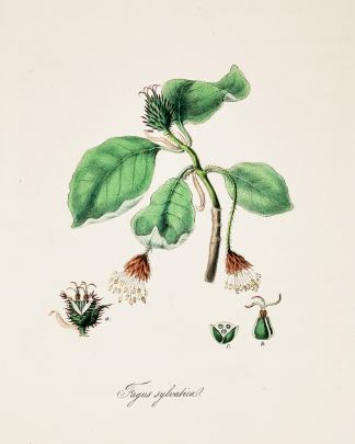 Fagus Sylvatica. - The Common Beech. - Antique Print from 1842
