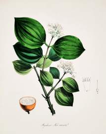 Strychnos Nux-vomica - Poison-Nut.