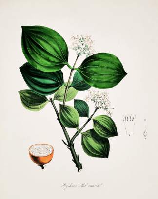 Strychnos Nux-vomica - Poison-Nut. - Antique Print from 1842