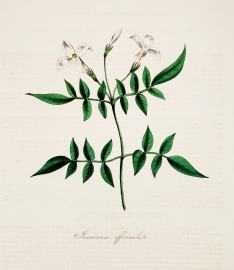 Jasminum Offcinale - The Jasmine or Jessamine.