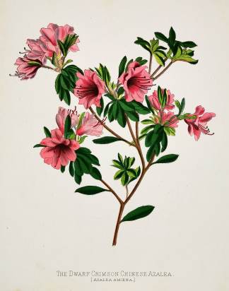The Dwarf Crimson Chinese Azalea. (Azalea Amoena.) - Antique Print from 1885