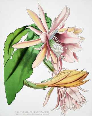 The Hybrid Crenate Cactus. (Phyllocactus Speciosissimo-Crenatus.) - Antique Print from 1885