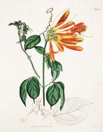 Bignonia Venusta. Comely Trumpet-Flower.