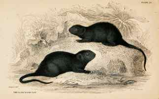 The black water rat. - Antique Print from 1834