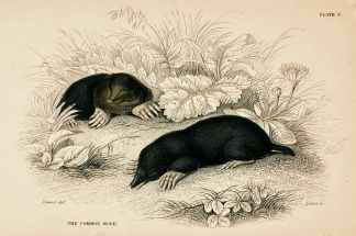 Common mole. - Antique Print from 1834