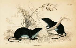 Sorex Remifer. - Antique Print from 1834