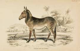 Hybrid ass and zebra.