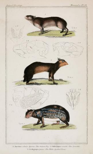 1. Ancema cobaia. aperea. (The Guinea Pig.) 2. Chloromys acuchi. (The Acouchi.) 3. Ccelogenys paca. (The White Spotted Paca.) - Antique Print from 1827