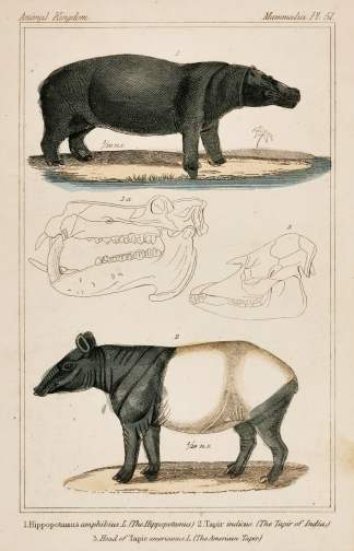 1. Hippopotammus amphibius. L. (The Hippopotamus). 2. Tapir indicus. (The Tapir of India.) 3. Head of Tapir americanus. L. (The American Tapir.) - Antique Print from 1827
