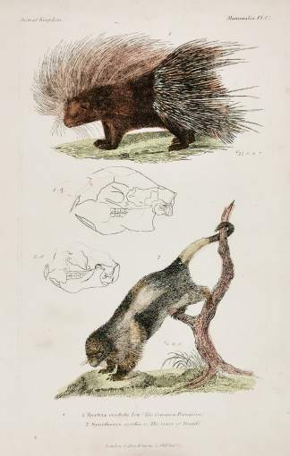 1. Hystrix cristata. Lin (The Common Porcupine). 2. Synetheres unsidosa (The Couiy of Brazil.) - Antique Print from 1827